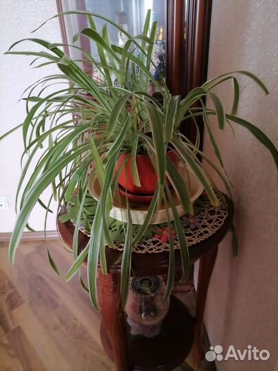 Хлорофитум