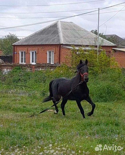Лошадь жеребец