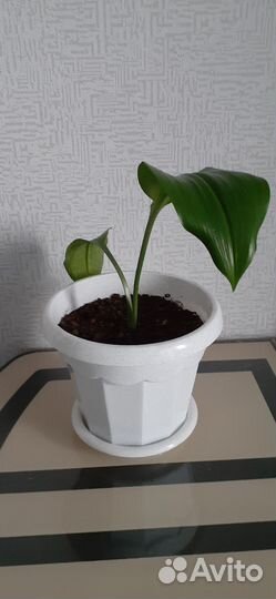 Комнатные цветы