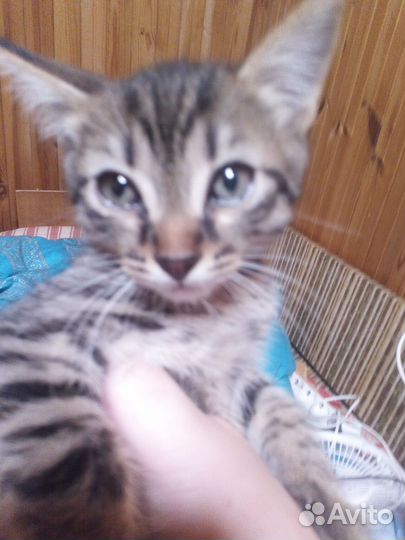 Отдам котенка в добрые руки