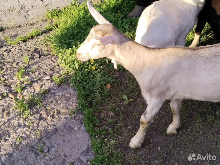 Козлята