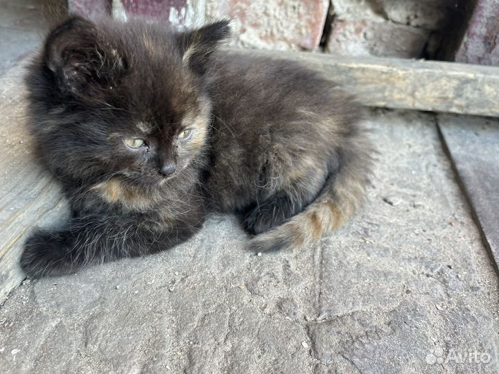 Кошечка