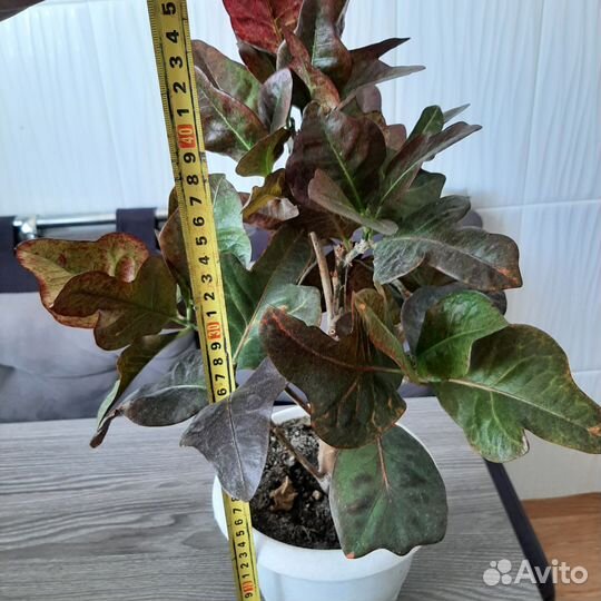 Кодиеум кротон