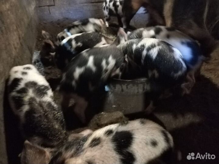 Поросята мясной породы