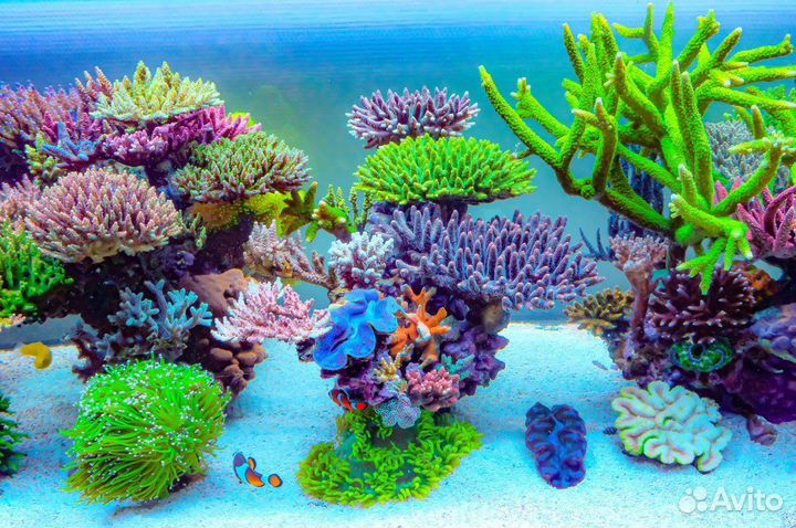 Морской Аквариум