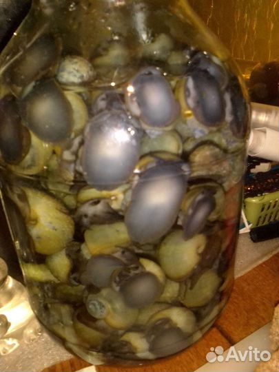 Улитки аквариумные Ампулярии