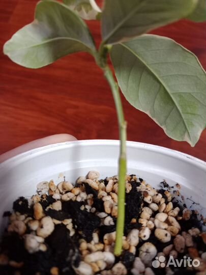 Лимон вариегатный 