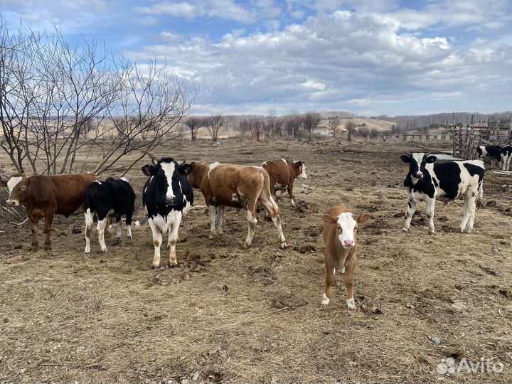 Коровы бычки телята