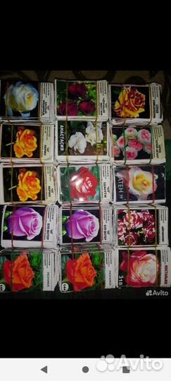 Кустовые розы саженцы