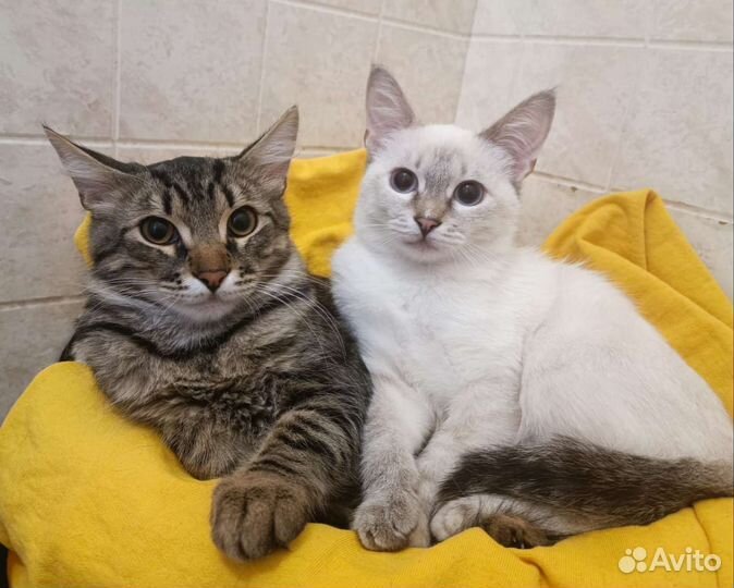 Кошка в дар бесплатно
