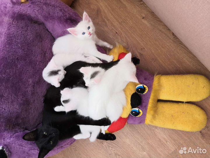 Котята в добрые руки бесплатно коты