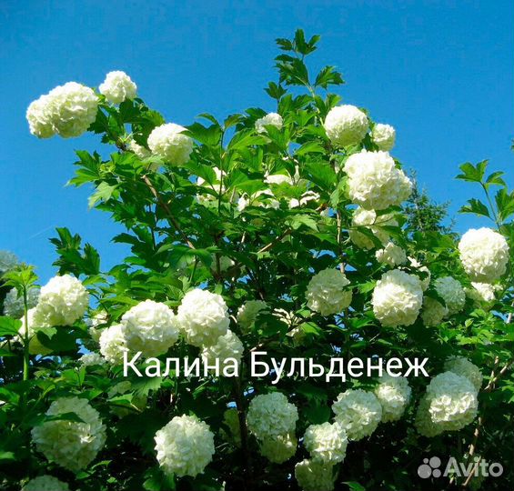 Декоративные растения для сада