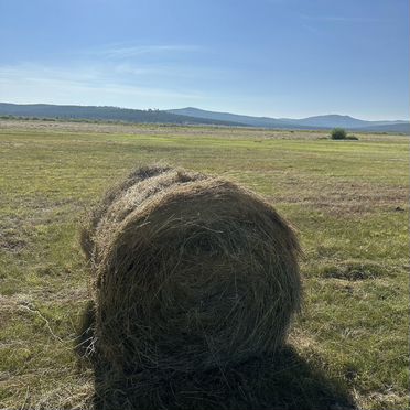 Сено в рулонах 200 кг