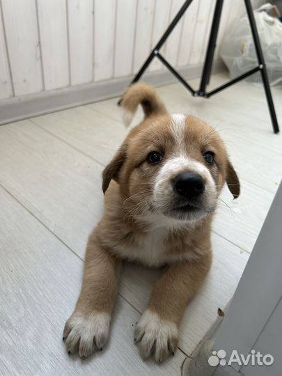 Щенки лабрадора метис