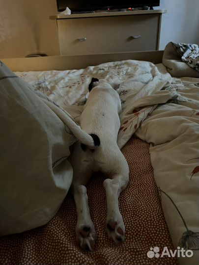 Отдам собаку домашнюю