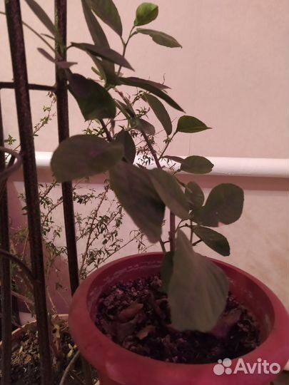 Лимон Пандароза