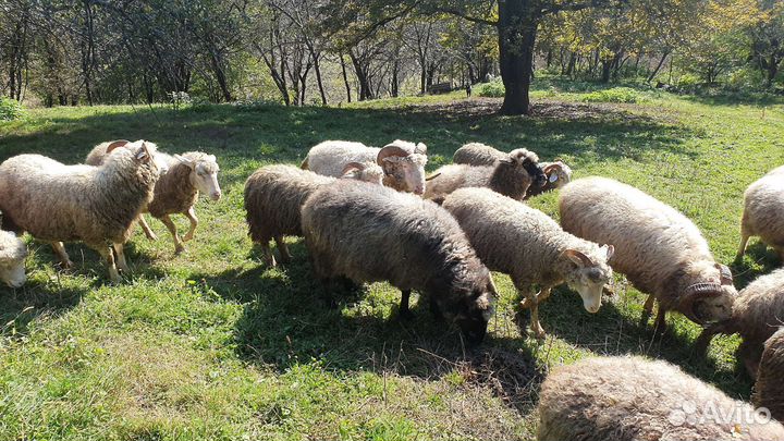 Овцематки на развод (не на мясо)