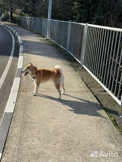 Собака сиба ину