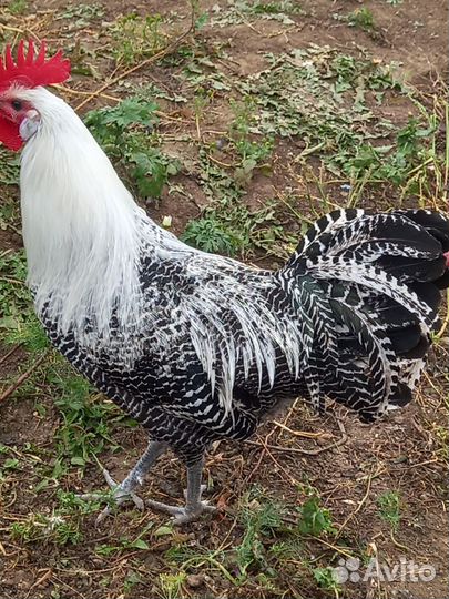 Породистые петушки, курочки,инкуб. яйцо