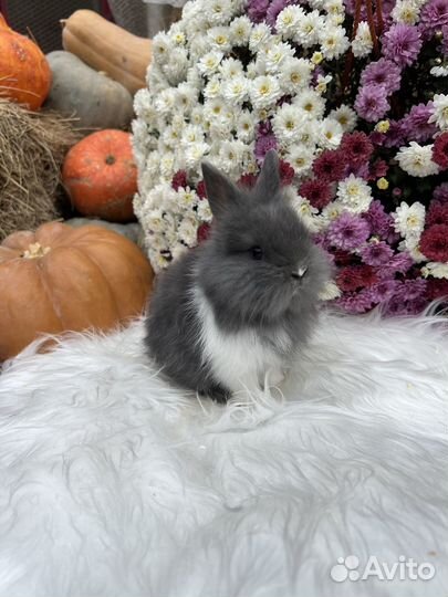 Кролики карликовые