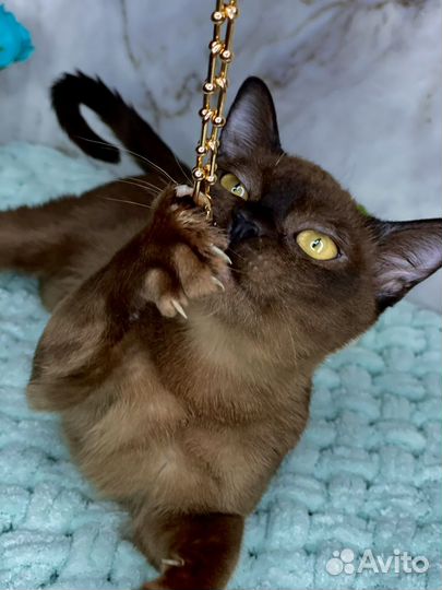 Девочка соболь европейская бурманская