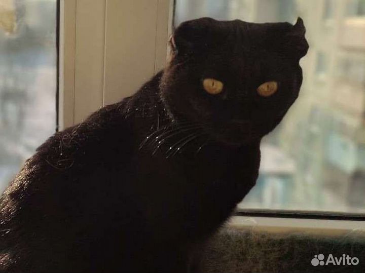 Кошка в дар бесплатно