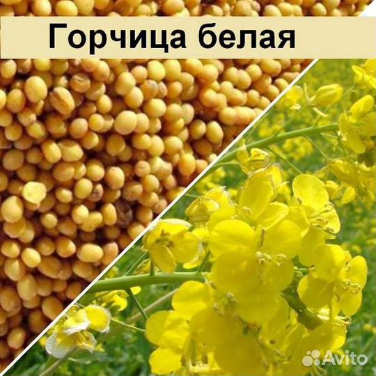 Горчица белая семена