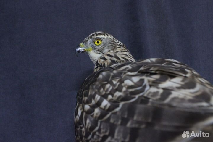 Чучело птицы, хищная птица, таксидермия