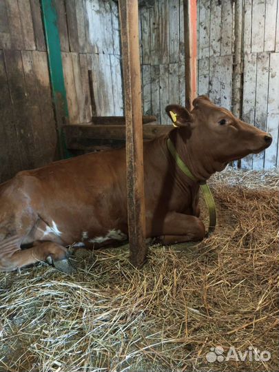 Телочка айширо-джерсейская 11 месяцев. Корова