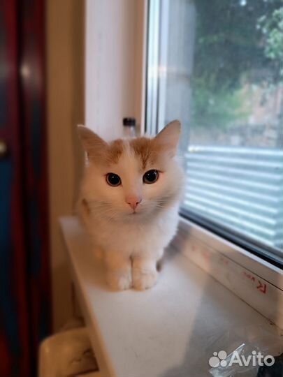 Котик в добрые руки