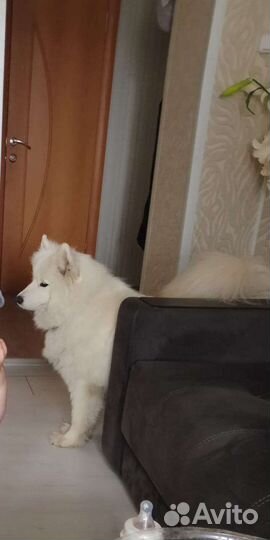 Самоедская лайка