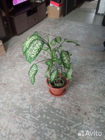 Диффенбахия