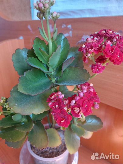 Каланхоэ цветущий