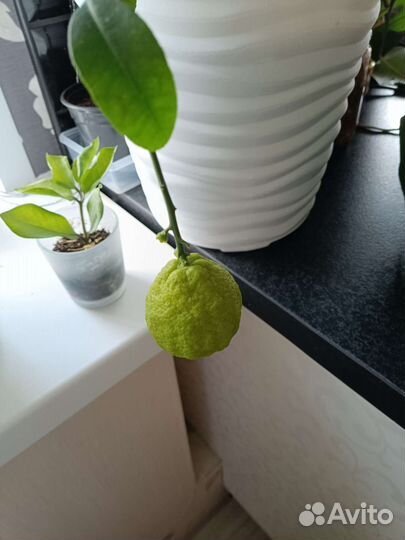 Мандарин, Кофе арабика, комнатная мята