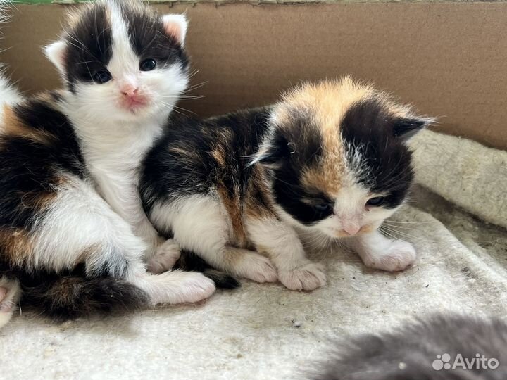 Котята в добрые руки