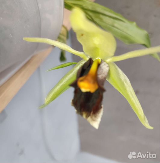 Coelogyne Lyme Bay (speciosa x usitana)