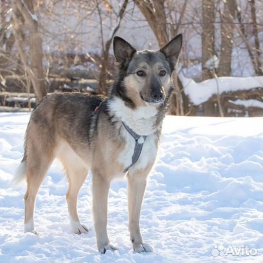 Метис лайки в добрые руки