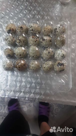 Яйцо перепелинное инкубационное и столовое