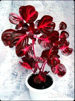 Ирезине и другие цветы