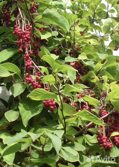 Лимонник китайский