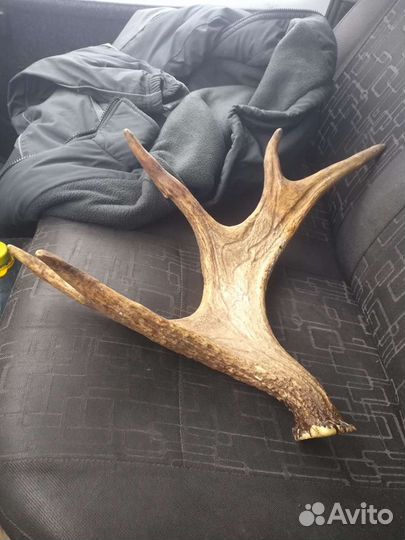 Продам рога лося