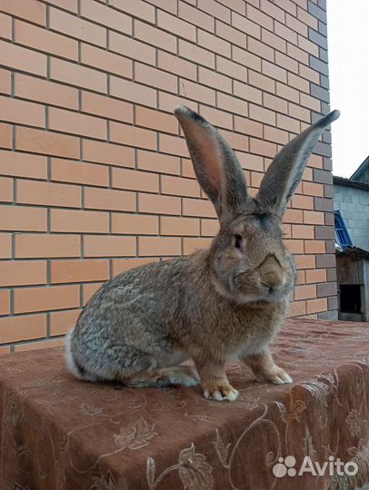 Кролики бельгийский великан