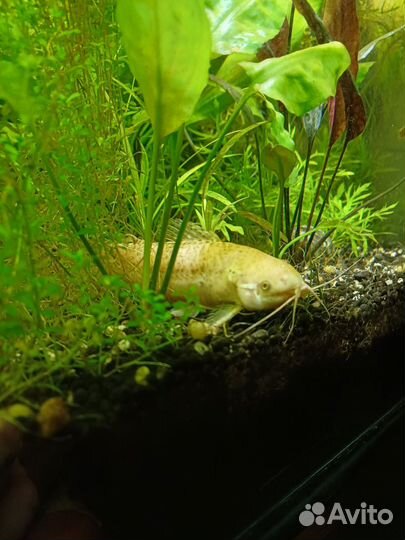 Сомик торакатум