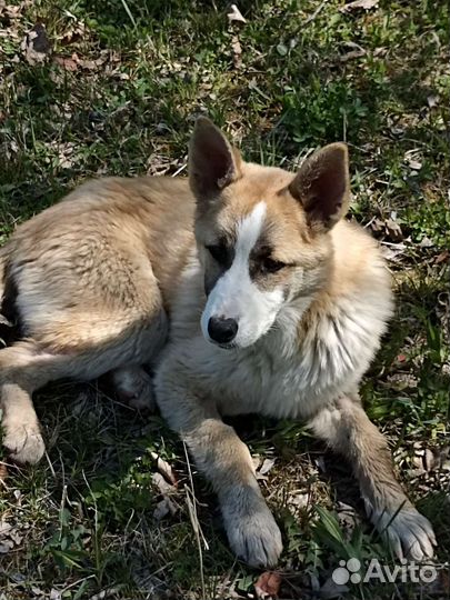 Помесь хаски