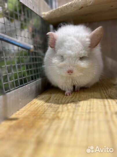 Шиншилла ангора бело-розовый самец