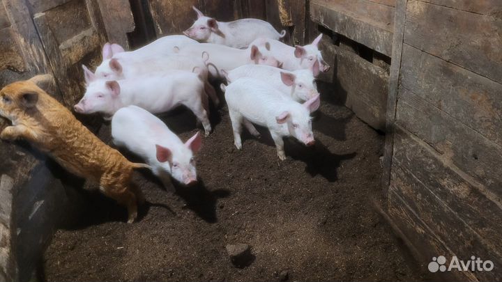 Поросята