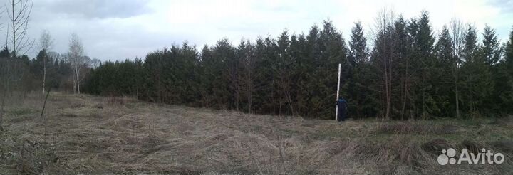 Туя Раскидистая 3.5-5.0м