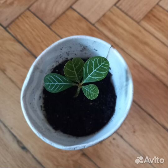 Комнатные цветы