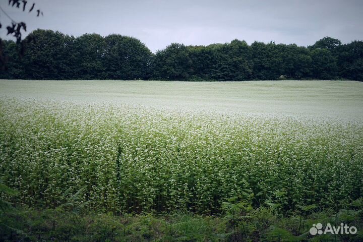 Мед кориандровый (карамель)