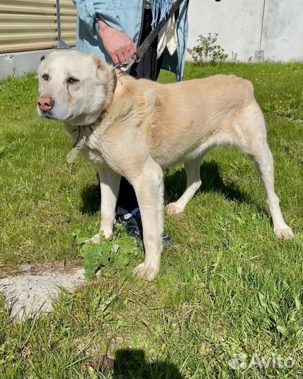 Спасите алабая из приюта